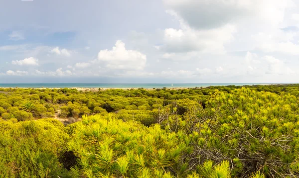 Dunes de La Marina — Stock Photo, Image