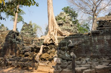 ta prohm Tapınağı