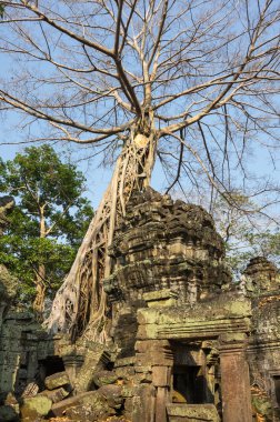 ta prohm Tapınağı
