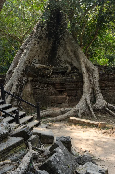 Ta templo prohm — Fotografia de Stock