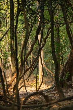 Kamboçya'da yağmur ormanları