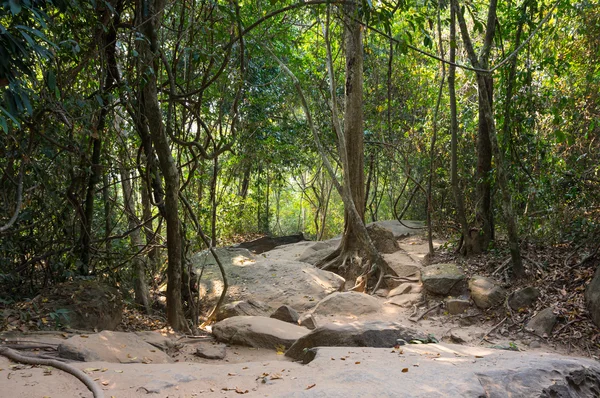 Kamboçya'da yağmur ormanları — Stok fotoğraf