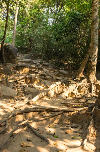 Regenwald in Kambodscha — Stockfoto