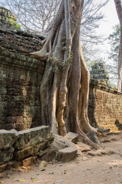ta prohm Tapınağı
