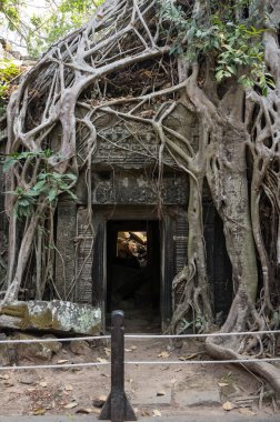 ta prohm Tapınağı