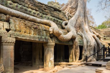 ta prohm Tapınağı