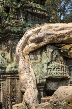 ta prohm Tapınağı
