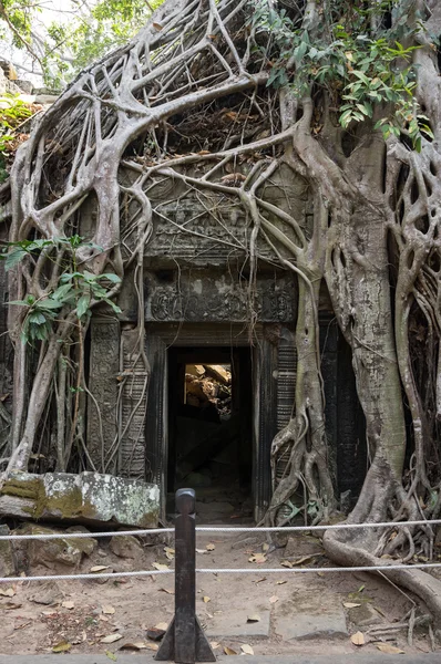 Ta templo prohm — Fotografia de Stock