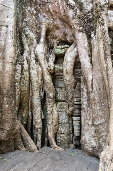 Ta prohm Tapınağı — Stok fotoğraf