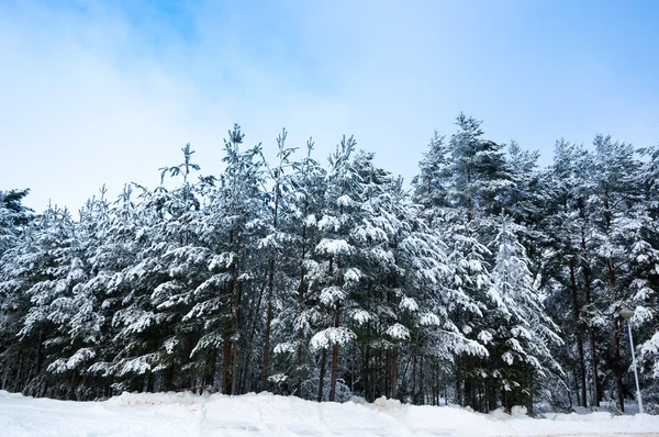 Alberi in una foresta invernale — Foto Stock