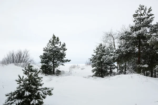 Árboles en un bosque de invierno — Foto de Stock