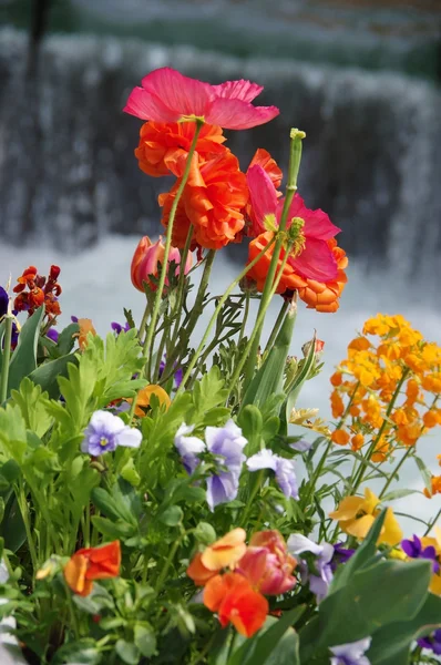 O canteiro de flores — Fotografia de Stock