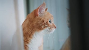 Kırmızı kedi pencere perdelerinde oturuyor.