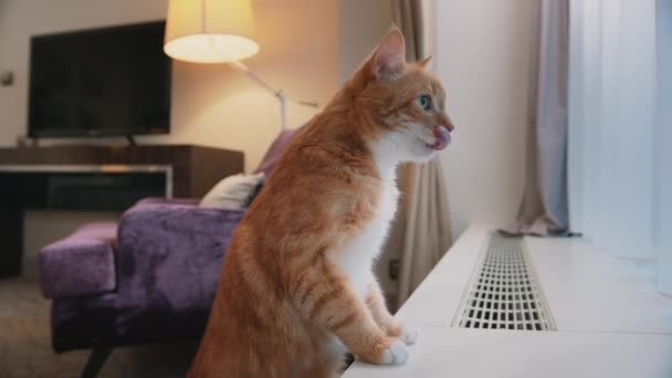 Ginger Kot Przy Oknie Pokoju Hotelowym — Wideo stockowe