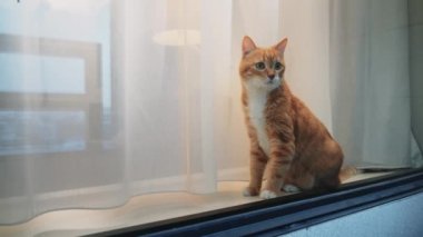 Otelin camında kızıl kedi oturuyor.