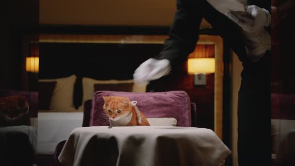 晚上红猫和侍者在一起 — 图库视频影像