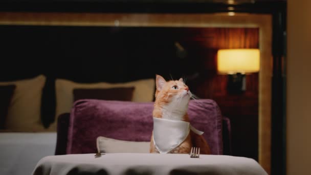 Czerwony Kot Kelnerem Pokoju Hotelowym Wieczorem — Wideo stockowe