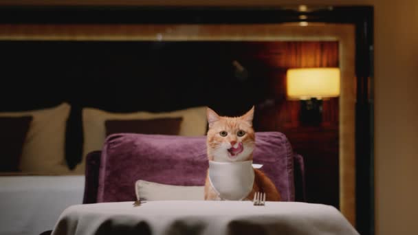 在酒店房间等红猫 — 图库视频影像