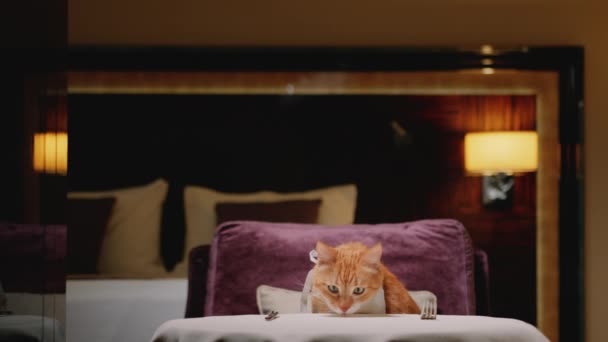 Röd Katt Med Haklapp Vid Bordet Hotellet — Stockvideo