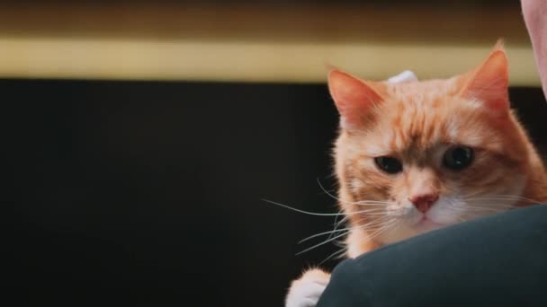 Czerwony Kot Ramieniu Mężczyzny Zbliżenie — Wideo stockowe