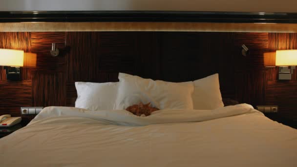 Czerwony Kot Pokoju Hotelowym — Wideo stockowe