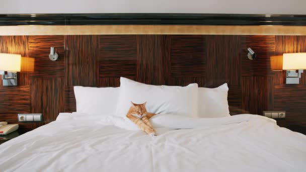 Ώριμος Άντρας Δίπλα Στο Κρεβάτι Της Γάτας Ένα Δωμάτιο Ξενοδοχείου — Αρχείο Βίντεο