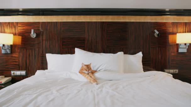 Luxe Leven Van Een Rode Kat Appartement — Stockvideo