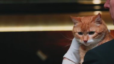 Takım elbiseli bir adamın omzunda kızıl kedi