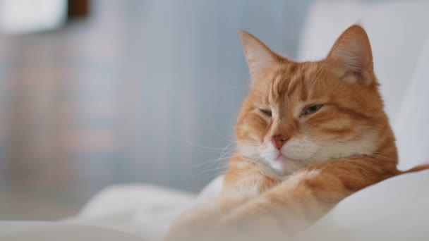 Sovande Röd Katt Hemma — Stockvideo