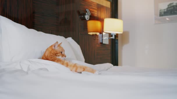 Czerwony Kot Łóżku Pokoju Hotelowym — Wideo stockowe