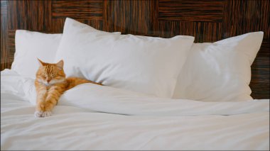 Oteldeki bir yatakta uyuyan kırmızı kedi