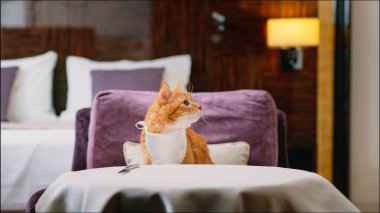 Önlüklü kırmızı kedi odada yemek bekliyor.