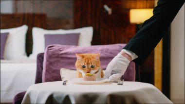 Önlüklü kırmızı kedi odada yemek bekliyor.