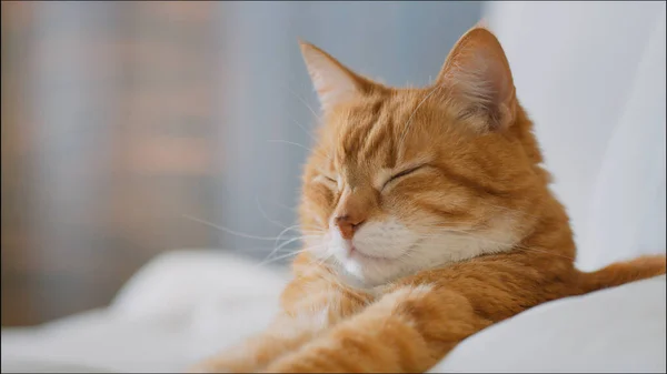 Dormir Gato Cama Close — Fotografia de Stock