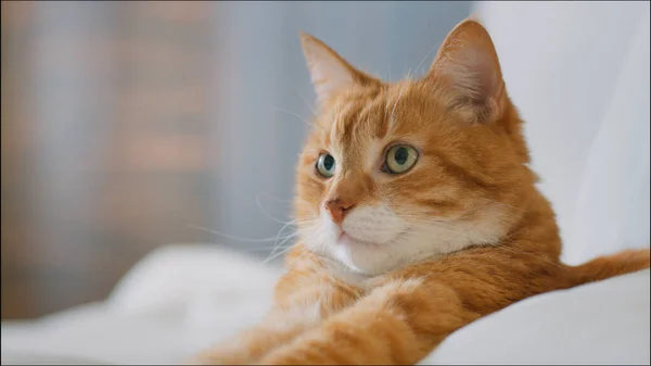 Gato Vermelho Cama Casa — Fotografia de Stock