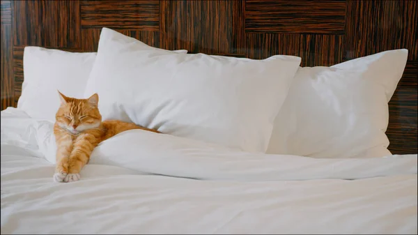 Dormir Gato Rojo Una Cama Hotel — Foto de Stock