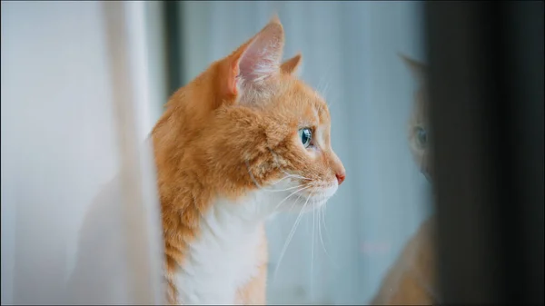 Röd Katt Sitter Vid Fönstret Gardiner — Stockfoto