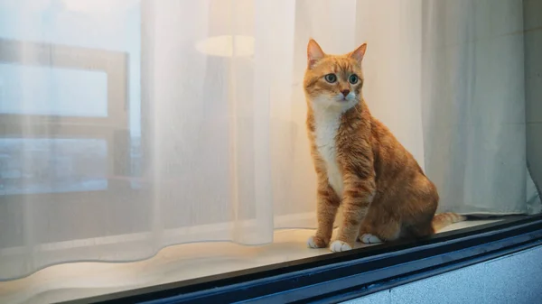 Gato Vermelho Sentado Junto Janela Dentro Casa — Fotografia de Stock