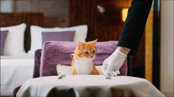 部屋で食べ物を待っている赤い猫 — ストック写真