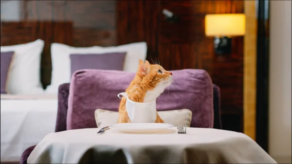 Червона Кішка Біблією Чекає Їжі Кімнаті — стокове фото