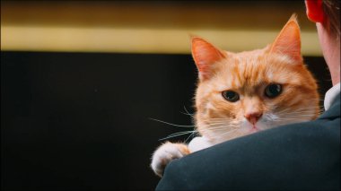 Kırmızı kedi smokinli bir adamın omzunda, yakın plan.