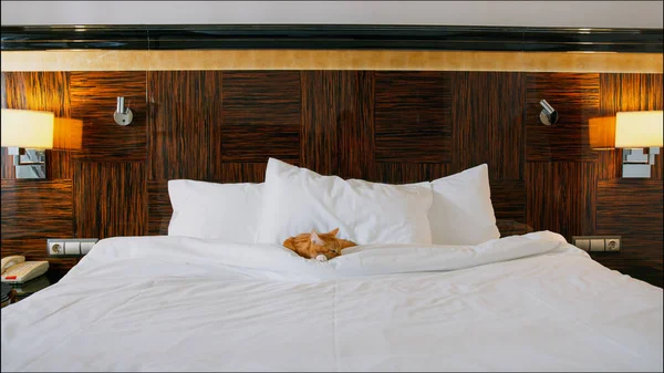 Chat Endormi Dans Une Chambre Hôtel — Photo