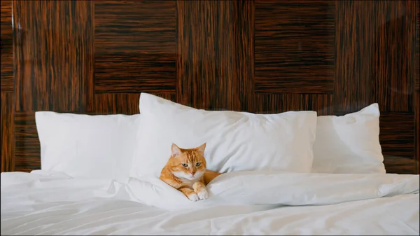 Luxurious Life Red Cat Hotel — Stock Photo, Image