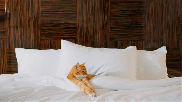 Red Cat Bed Hotel — Stock Photo, Image