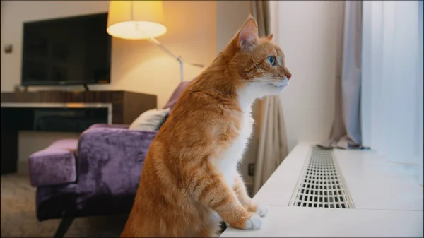 Ginger Cat Window Hotel Room — Stock Photo, Image