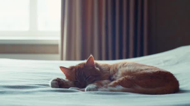 Ginger Kot Łóżku Sypialni — Wideo stockowe