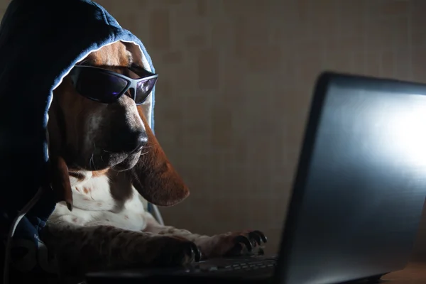 Hund som sitter foran datamaskinen – stockfoto