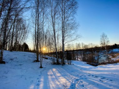 Karlı bir ormanda kış doğasının fotoğrafı.
