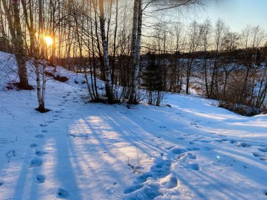 Karlı bir ormanda kış doğasının fotoğrafı.