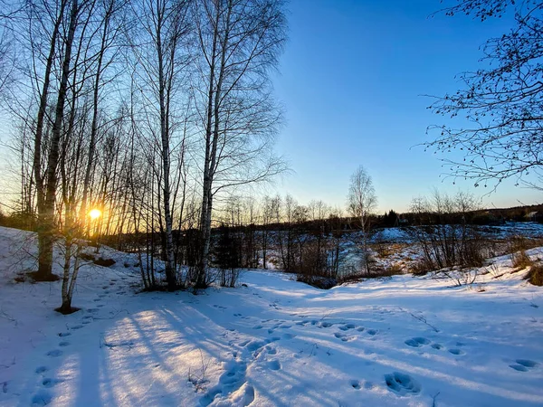 Fotografia Natureza Inverno Uma Floresta Nevada — Fotografia de Stock